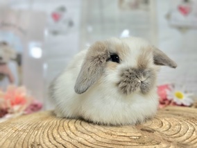 ホーランドロップ