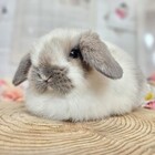 ホーランドロップ