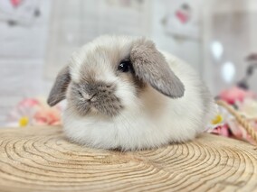 ホーランドロップ