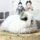 ジャージーウーリー