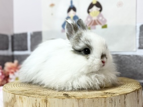 ジャージーウーリー