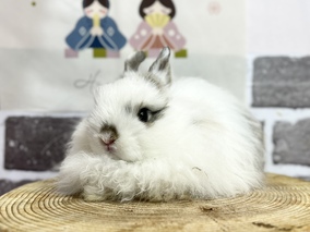 ジャージーウーリー