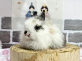 ジャージーウーリー