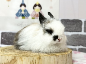 ジャージーウーリー