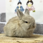 ホーランドロップ