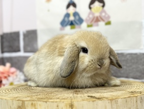 ホーランドロップ