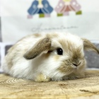 ホーランドロップ