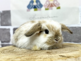 ホーランドロップ