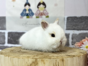 ネザーランドドワーフ