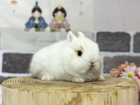 ネザーランドドワーフ