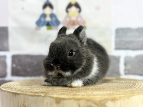 ネザーランドドワーフ