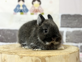 ネザーランドドワーフ