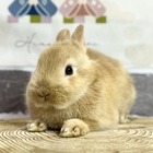 ネザーランドドワーフ