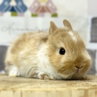 ネザーランドドワーフ