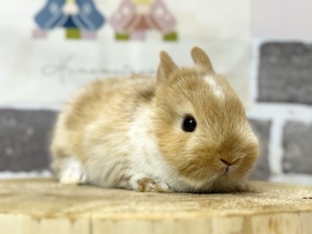 ネザーランドドワーフ