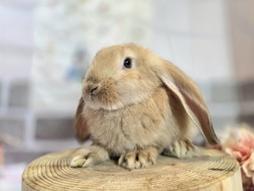 フレンチロップ