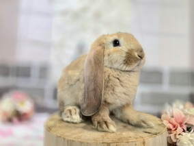 フレンチロップ