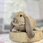 フレンチロップ