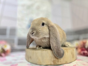 フレンチロップ