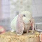 フレンチロップ