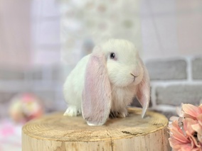 フレンチロップ