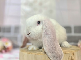 フレンチロップ