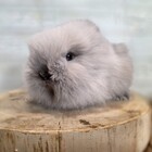 ライオンヘッド