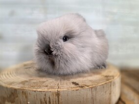 ライオンヘッド