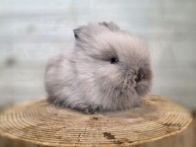 ライオンヘッド