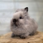 ライオンヘッド