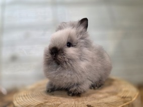 ライオンヘッド