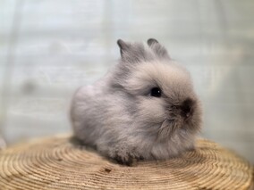 ライオンヘッド