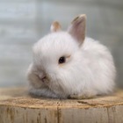 ジャージーウーリー