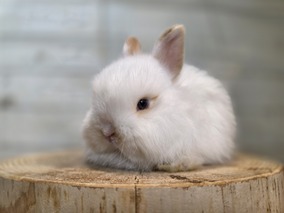 ジャージーウーリー