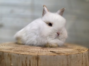 ジャージーウーリー