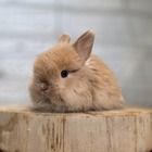 ジャージーウーリー