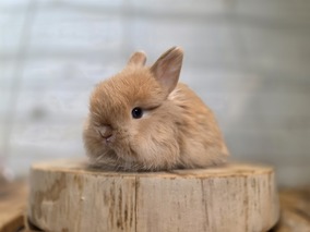 ジャージーウーリー