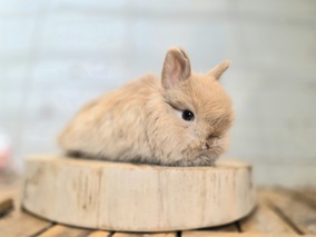 ジャージーウーリー