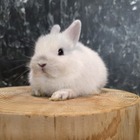 ネザーランドドワーフ