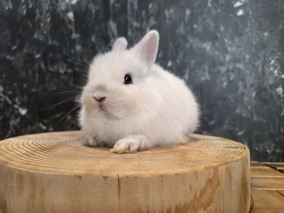 ネザーランドドワーフ