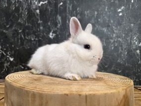 ネザーランドドワーフ