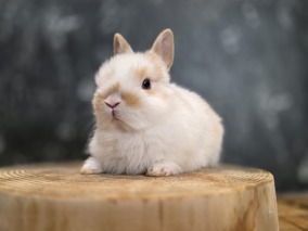 ネザーランドドワーフ