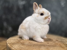 ネザーランドドワーフ