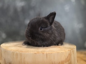 ネザーランドドワーフ