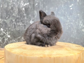 ネザーランドドワーフ