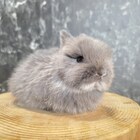 ネザーランドドワーフ