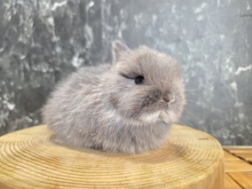 ネザーランドドワーフ