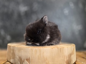 ネザーランドドワーフ