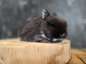 ネザーランドドワーフ