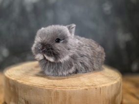 ネザーランドドワーフ